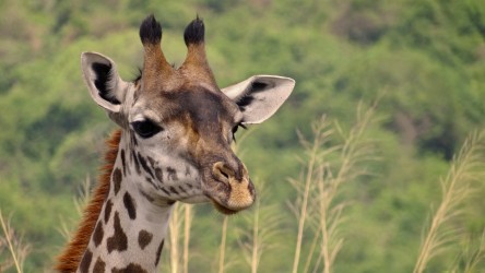 Velká migrace Tanzanie 7 dní - Privátní safari KOMFORTNĚ 