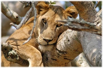 stromoví lvi v Lake Manyara