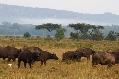 safari v Africe