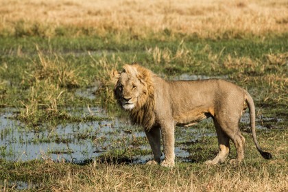 jedinečné safari v Africe s CK Grand Afrika