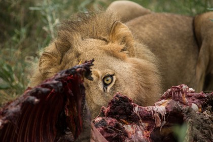 jedinečné safari v Africe s CK Grand Afrika