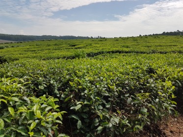 inspekční cesta do Malawi - návštěva čajových plantáží